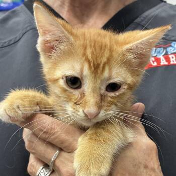 Crush -  Domestic Short Hair Cat for Adoption in Folsom, Louisiana - Crush | PetCurious