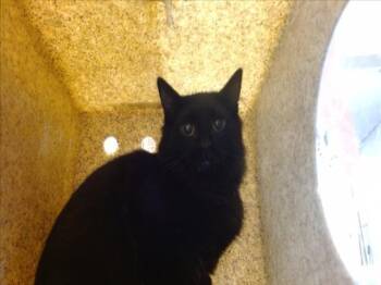 Rescue Domestic Medium Hair Cats for Adoption in Sacramento, California - A902199 | PetCurious