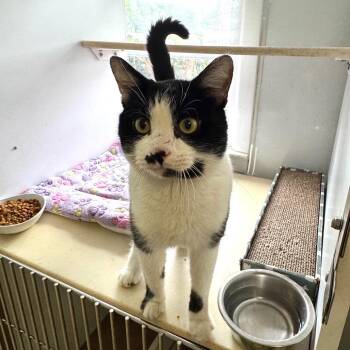 Domestic Short Hair Cats Available for Adoption in Decatur, Georgia - Shah | PetCurious