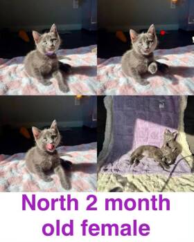 North -  Domestic Short Hair Cat for Adoption in Mustang, Oklahoma - North | PetCurious