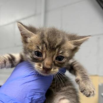 Jenga -  Domestic Short Hair Cat for Adoption in Summerville, South Carolina - Jenga | PetCurious