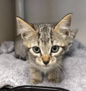 Leia - I AM AT PetSmart Northborough -  Domestic Short Hair Cat for Adoption in East Brookfield, Massachusetts - Leia - I AM AT PetSmart Northborough | PetCurious
