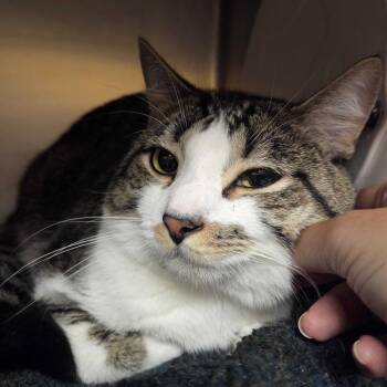 Industrial Rock -  Domestic Short Hair Cat for Adoption in Providence, Rhode Island - Industrial Rock | PetCurious