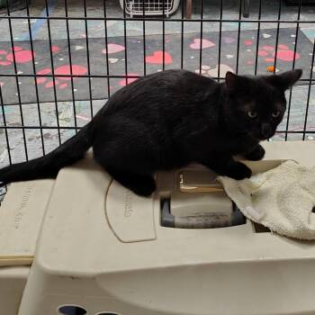 Bart (Barn Cat) -  American Shorthair Cat for Adoption in Coos Bay, Oregon - Bart (Barn Cat) | PetCurious