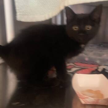 Rescue Domestic Short Hair Cats for Adoption in Milpitas, California - Mike | PetCurious