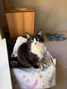 Domestic Long Hair Cats Available for Adoption - Kris Kringle | PetCurious