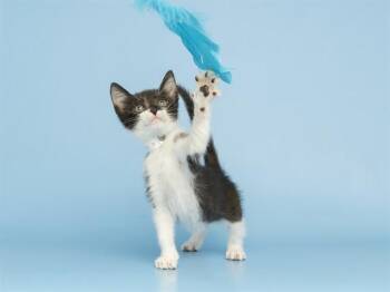 SPROUT -  Domestic Short Hair Cat for Adoption in Phoenix, Arizona - SPROUT | PetCurious