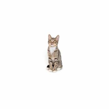 Disco -  Domestic Short Hair Cat for Adoption in Los Angeles, California - Disco | PetCurious
