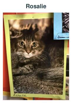 Rosalie -  Domestic Short Hair Cat for Adoption in Richland Center, Wisconsin - Rosalie | PetCurious
