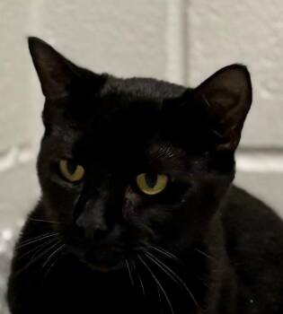 Ice Cream -  Domestic Short Hair Cat for Adoption in Jackson, Michigan - Ice Cream | PetCurious