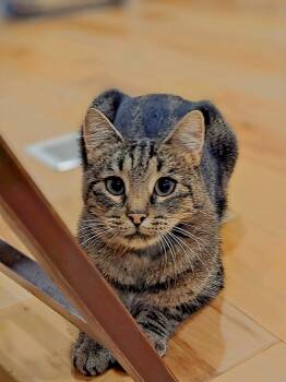 Cara - DO NOT Contact the Shelter - Contact Info. in Bio -  Domestic Short Hair Cat for Adoption in Butte, Montana - Cara - DO NOT Contact The Shelter - Contact Info. In Bio | PetCurious