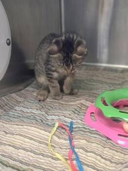 Iceberg -  Domestic Short Hair Cat for Adoption in Westland, Michigan - Iceberg | PetCurious