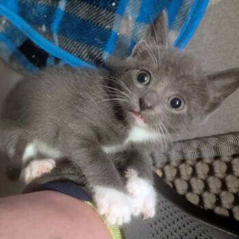 American Shorthair and Domestic Short Hair Cats Available for Adoption in Silver Spring, Maryland - Pippa | PetCurious