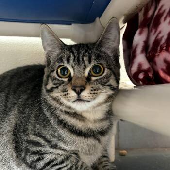 Domestic Short Hair Cats Available for Adoption - Jinx | PetCurious