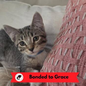 Veronica Lake -  Domestic Short Hair Cat for Adoption in Skokie, Illinois - Veronica Lake | PetCurious