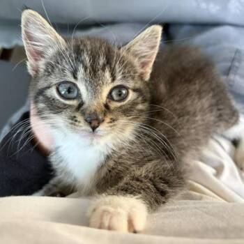 Silver C69198 -  Domestic Short Hair Cat for Adoption in Minnetonka, Minnesota - Silver C69198 | PetCurious