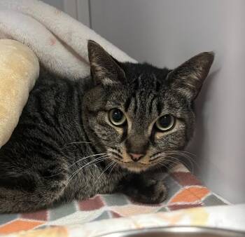 Thor Thor -  Domestic Short Hair Cat for Adoption in Youngtown, Arizona - Thor Thor | PetCurious