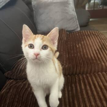 Crab Rangoon -  Domestic Short Hair Cat for Adoption in Belchertown, Massachusetts - Crab Rangoon | PetCurious