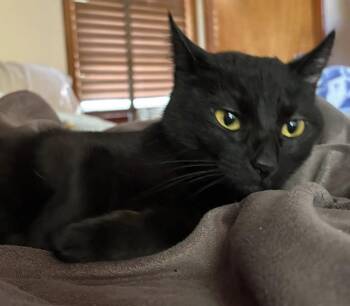 American Shorthair Cats Available for Adoption in Painesville, Ohio - Marley | PetCurious