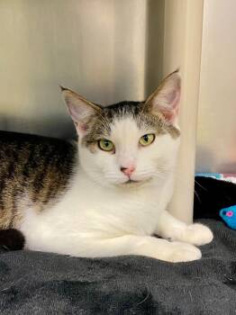 Rescue Domestic Short Hair Cats for Adoption in Grants Pass, Oregon - Martini | PetCurious