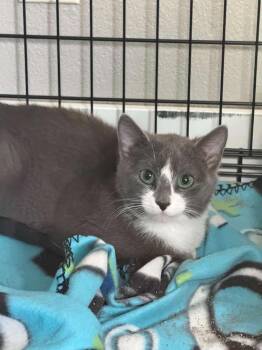 Pip -  Domestic Short Hair Cat for Adoption in Dysart, Iowa - Pip | PetCurious