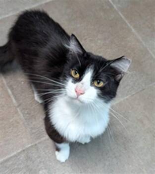 PUFFER -  Domestic Short Hair Cat for Adoption in Fort Lauderdale, Florida - PUFFER | PetCurious