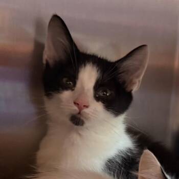Igor -  Domestic Short Hair Cat for Adoption in Cedaredge, Colorado - Igor | PetCurious