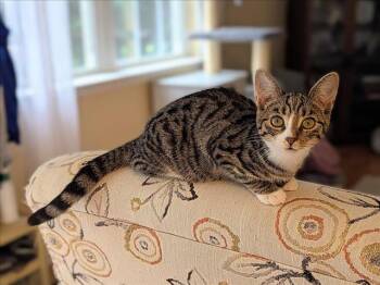 Rescue Domestic Short Hair Cats for Adoption in Hagerstown, Maryland - CICADA | PetCurious