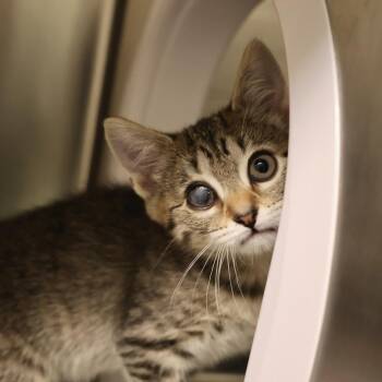 Bunky -  Domestic Short Hair Cat for Adoption in Briarcliff Manor, New York - Bunky | PetCurious