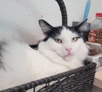 Domestic Long Hair Cats Available for Adoption in Houston, Texas - Bisby | PetCurious