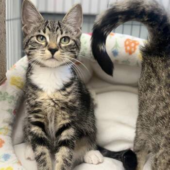 Plum -  Domestic Short Hair Cat for Adoption in Chesapeake, Virginia - Plum | PetCurious