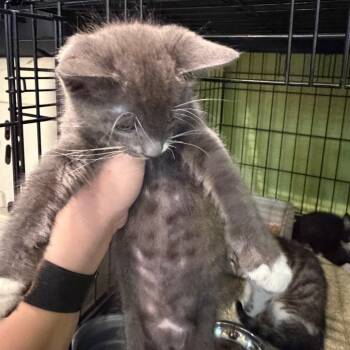 1597-C26 -  Domestic Short Hair Cat for Adoption in Port Charlotte, Florida - 1597-C26 | PetCurious