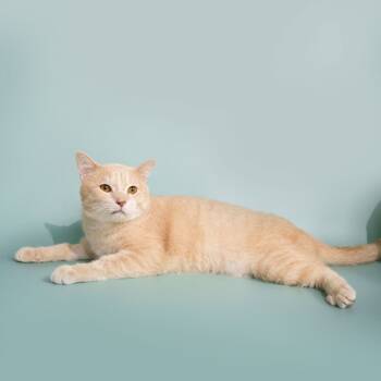 Rescue Domestic Short Hair Cats for Adoption in Fairfax Station, Virginia - Genox | PetCurious