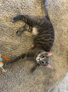 Mr. Fox (Taylors Petsmart Adoption Center) -  Domestic Short Hair Cat for Adoption in Greenville, South Carolina - Mr. Fox (Taylors Petsmart Adoption Center) | PetCurious