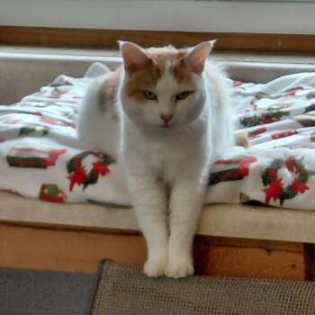 Domestic Short Hair Cats Available for Adoption - Priss | PetCurious