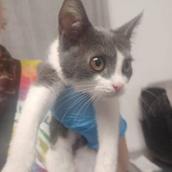 Dandelion -  Domestic Short Hair Cat for Adoption in Hattiesburg, Mississippi - Dandelion | PetCurious