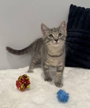 McDreamy -  Domestic Medium Hair Cat for Adoption in Chicago, Illinois - McDreamy | PetCurious