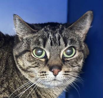 Domestic Short Hair Cats Available for Adoption in Sault Ste. Marie, Michigan - Relay | PetCurious