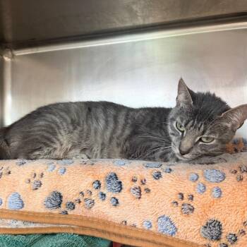 Nayla -  Domestic Short Hair Cat for Adoption in Chicago, Illinois - Nayla | PetCurious