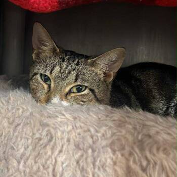 Rescue Domestic Short Hair Cats for Adoption in West Olive, Michigan - Ground Beef (Critter Barn) | PetCurious