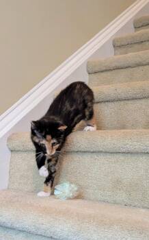 Zaria26 -  Domestic Short Hair Cat for Adoption in Youngsville, North Carolina - Zaria26 | PetCurious