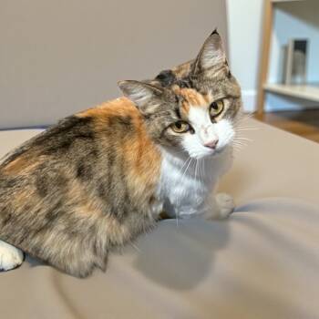 Rescue Calico and Domestic Short Hair Cats for Adoption in Dallas, Texas - Carina | PetCurious