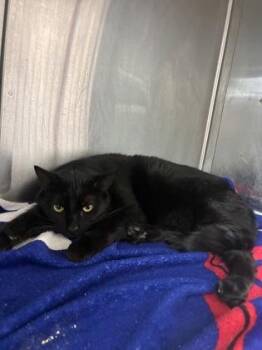 Domestic Short Hair Cats Available for Adoption - Jupiter | PetCurious