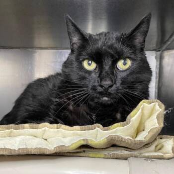 Shadow -  Domestic Medium Hair Cat for Adoption in Roanoke, Virginia - Shadow | PetCurious