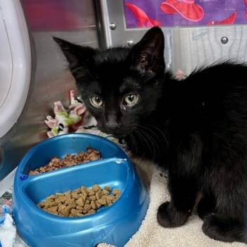 Rescue Domestic Short Hair Cats for Adoption in Madison, Wisconsin - Snow Miser | PetCurious