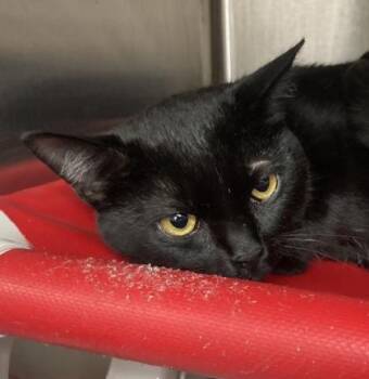 Domestic Short Hair Cats Available for Adoption in Cincinnati, Ohio - Kissa | PetCurious