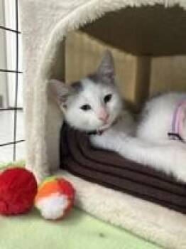 Seal -  Domestic Short Hair Cat for Adoption in Manitowoc, Wisconsin - Seal | PetCurious