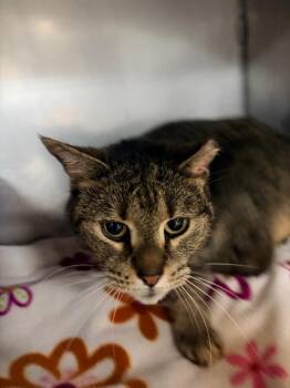Moana -  Domestic Short Hair Cat for Adoption in Huntington, Indiana - Moana | PetCurious