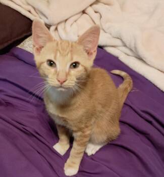 Domestic Short Hair Cats Available for Adoption in Youngsville, North Carolina - Miso26 | PetCurious