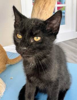 Koko -  Domestic Short Hair Cat Available for Adoption in Reston, Virginia - Koko | PetCurious